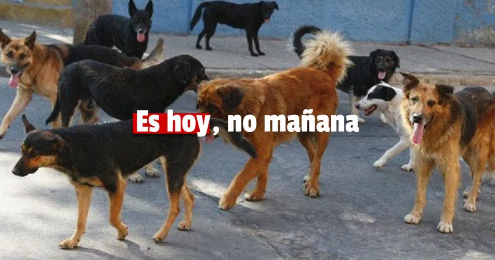 Perros de la calle: para ser Holanda (algún día), hay que empezar hoy