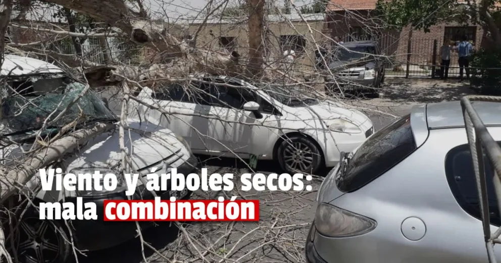 Un árbol de gran porte cayó sobre dos autos: en uno viajaba una familia