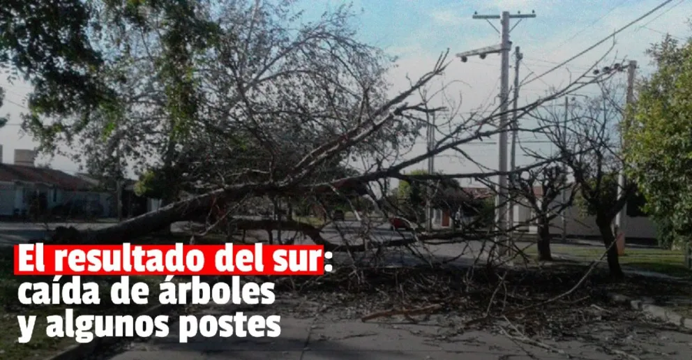 El viento sur dejó varios árboles caídos y también algunos postes de la luz