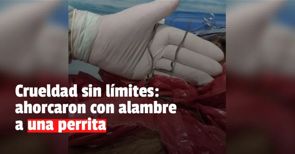 Foto gentileza: Diario de Cuyo 