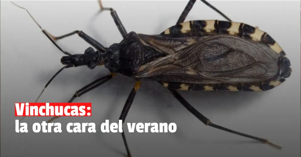 En lo que va de noviembre hubo 40 denuncias por la aparición de vinchucas