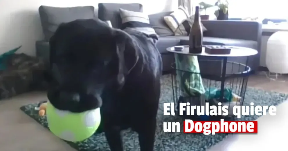 Una investigadora inventa un teléfono para perros 