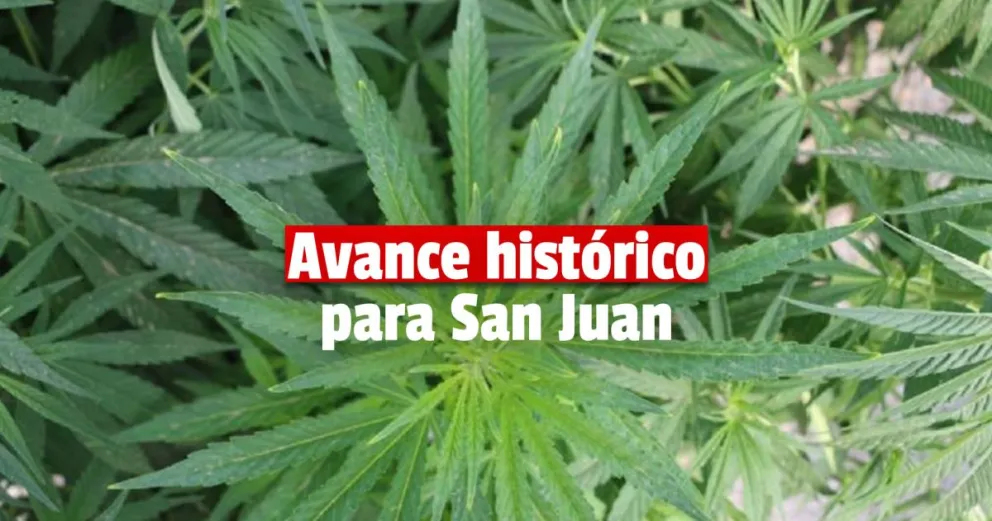 San Juan realizó la primera cosecha de cannabis medicinal