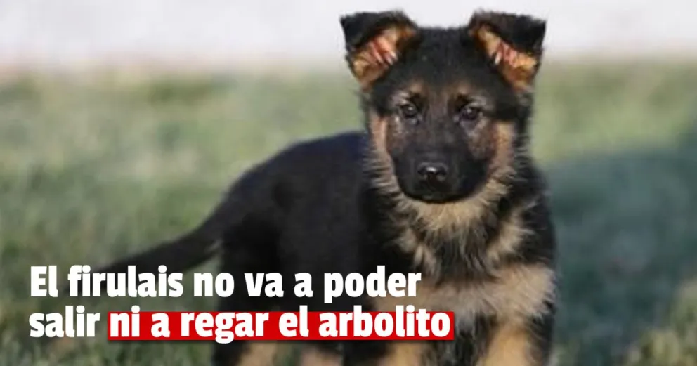 Detuvieron a un joven en Rawson por robarse un perrito de raza