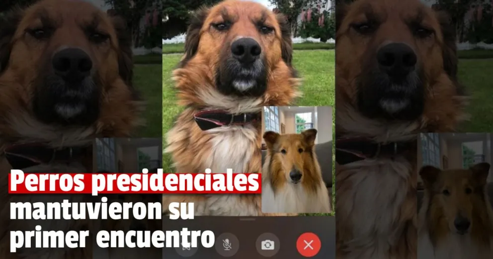 Dylan Fernández saludó al "Primer perro" chileno y "hablaron" por videollamada