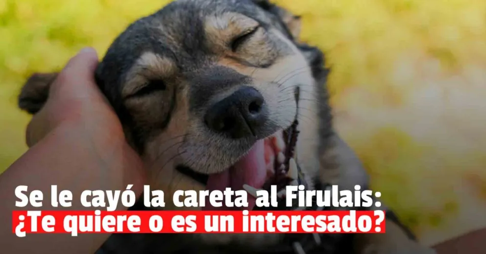 Un estudio científico revela si los perros quieren a sus dueños o están solo por la comida