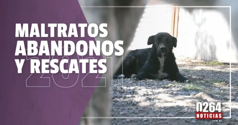 Maltrato animal y rescates, las dos caras de un mismo año
