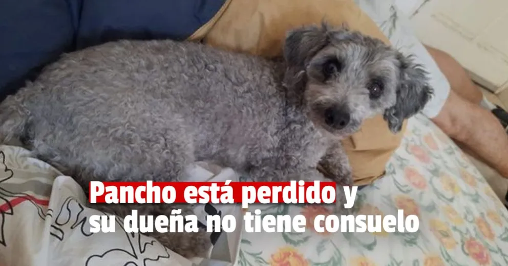 Se perdió el perro que le ayudó a sobrellevar la muerte de sus hijas