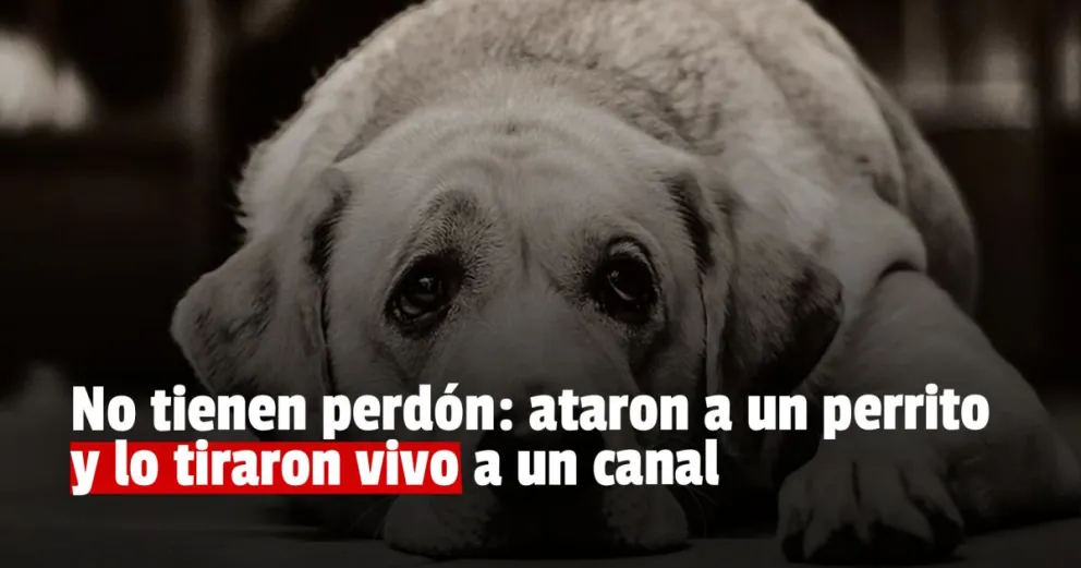 Aberrante: ataron a un perro por las patas y lo tiraron a un canal 