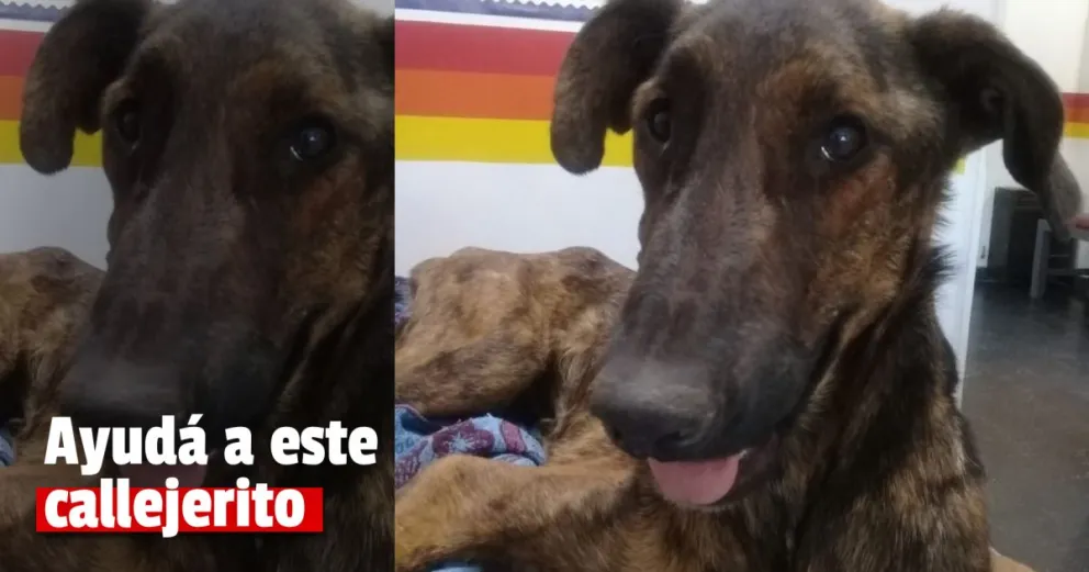 Rescató a un callejerito y necesita ayuda para costear su tratamiento