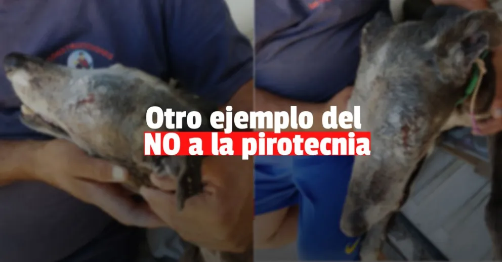 Operaron a Blanquita, una perra galgo que perdió un ojo por la pirotecnia