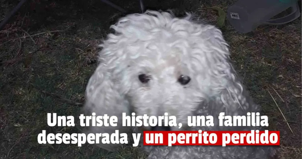 Un caniche se asustó por la pirotecnia y se extravió para Año Nuevo 