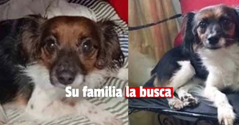 Una familia busca desesperadamente a su perrita perdida hace 9 días 