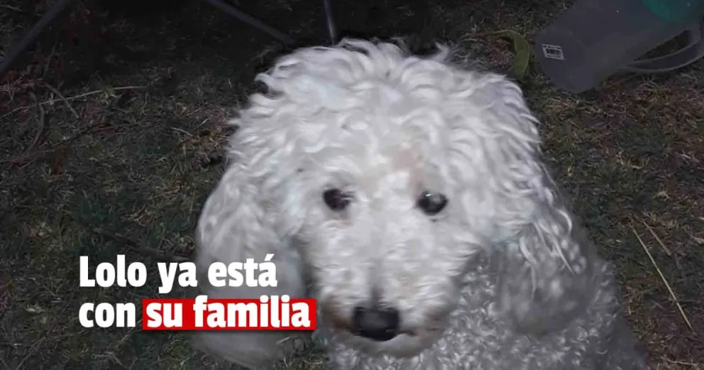 Apareció Lolo, el perrito que huyó para Año Nuevo asustado por la pirotecnia