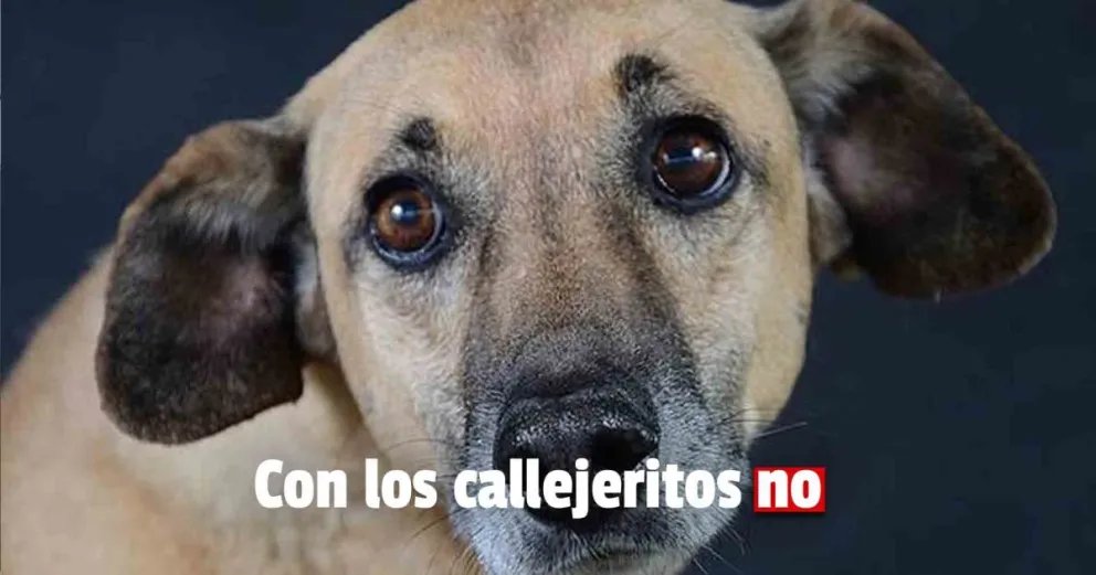 Robaron en el refugio de una proteccionista y necesita la ayuda de todos los sanjuaninos 