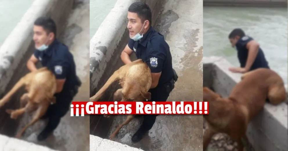 Rescate heroico: un policía se arrojó a un canal para salvar a un perro