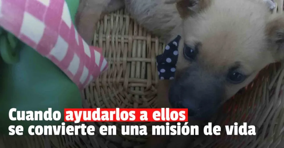 Voluntariado Pro V.I.D.A.A: el amor incondicional hacia los animalitos 