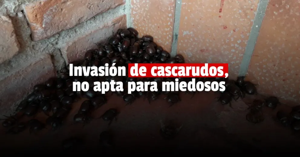Una localidad de La Pampa fue invadida por cascarudos