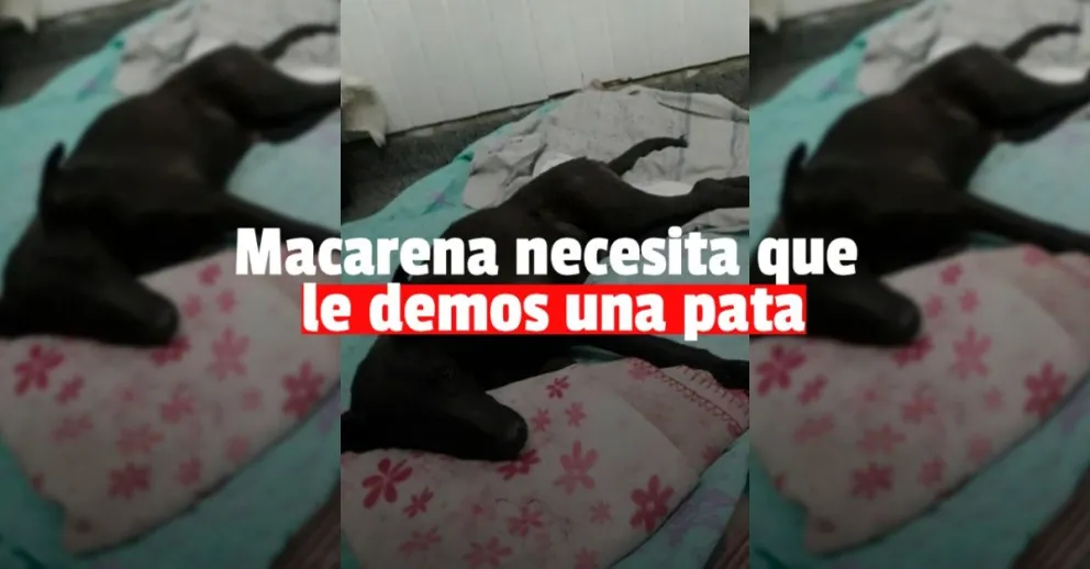 Buscan que 700 personas donen solamente $100 para ayudar a una perrita atropellada