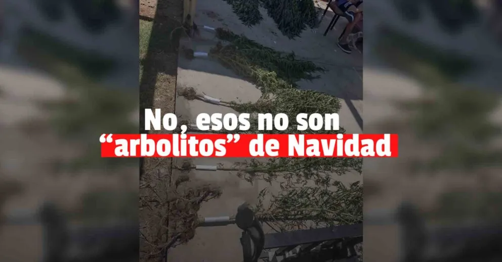Buscaban a un ladrón de cables y encontraron un vivero  de marihuana 