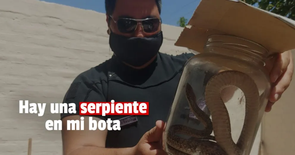 Susto en Rawson por el hallazgo de una serpiente de grandes dimensiones 