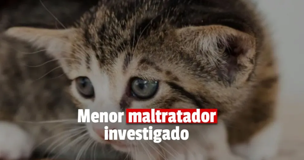 Ambiente intervino en un caso de maltrato animal que involucra a un menor