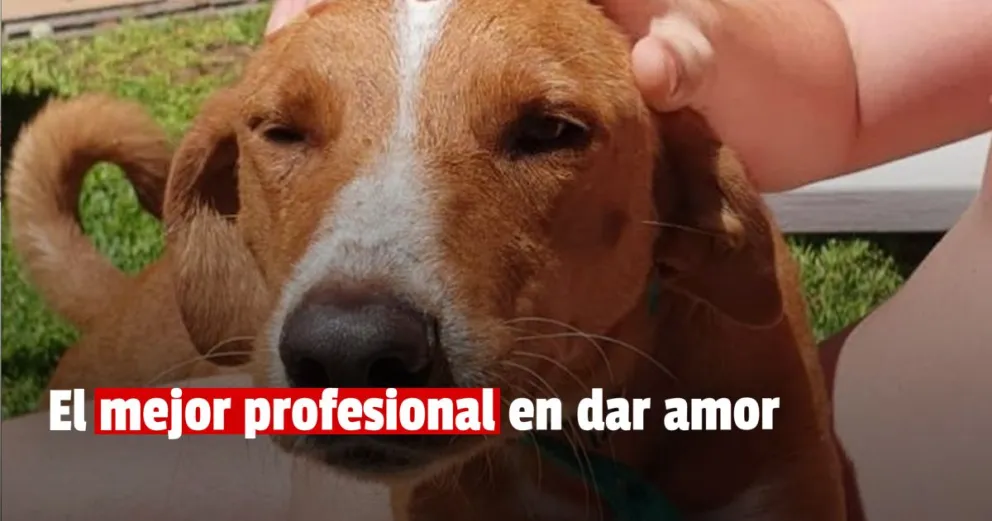 Le hicieron un curriculum a un perrito que busca una familia que lo adopte