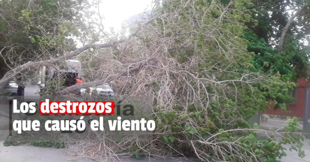 Un nene internado, árboles y postes caídos: las consecuencias del fuerte viento