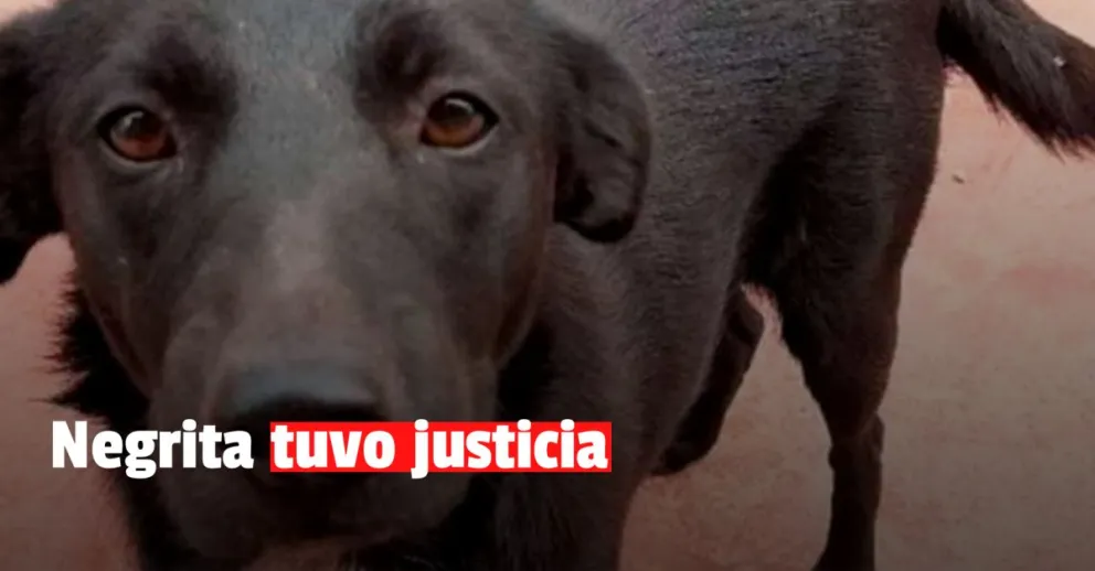 Condenaron a un año de prisión a un hombre que violó y mató una perra