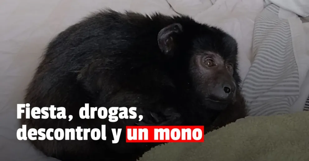 Armaban fiestas clandestinas, con droga incluida y hasta tenían un mono en cautiverio 
