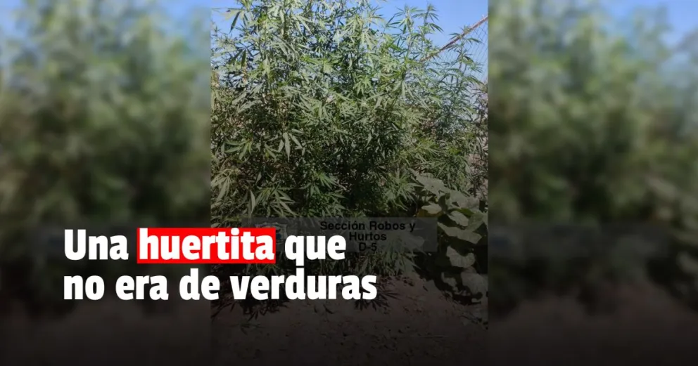 Mientras la policía buscaba delincuentes, se encontraron con un vivero de marihuana