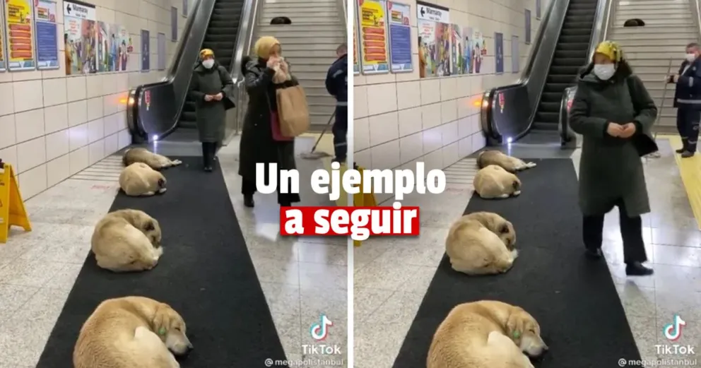 Una estación de trenes de Turquía deja que perros callejeros duerman en sus instalaciones