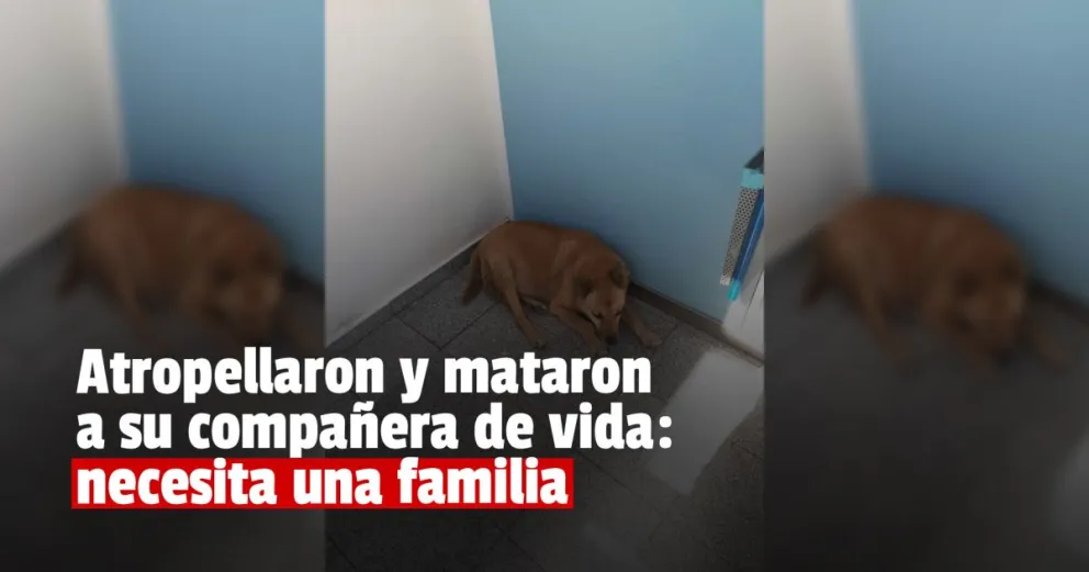 Buscan un hogar para el perro que vive en el cajero de la Facultad Filosofía   