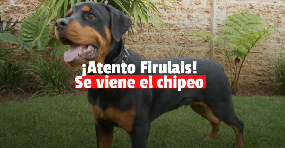 Arranca la preinscripción para el chipeo a perros potencialmente peligrosos  