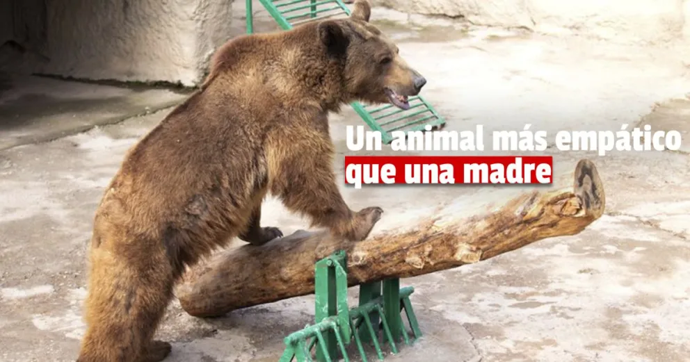  Horror en el zoológico: una mujer lanzó a su hija de tres años a la jaula de los osos