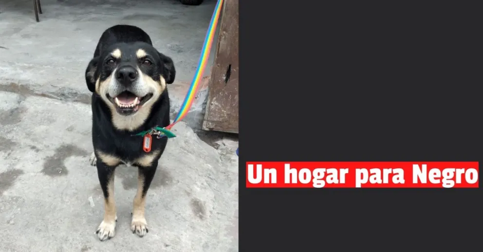 Su dueño murió y ahora busca familia