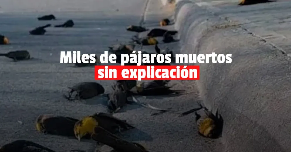 Cientos de pájaros se desplomaron en pleno vuelo y todo quedó grabado por una cámara de seguridad