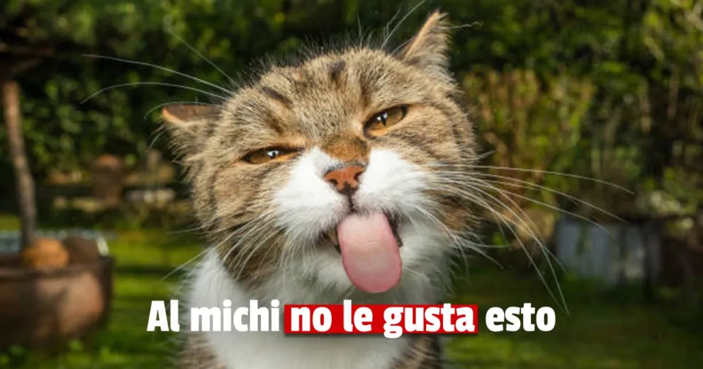 Según un estudio científico, a los gatos se les achicó el cerebro en los últimos siglos