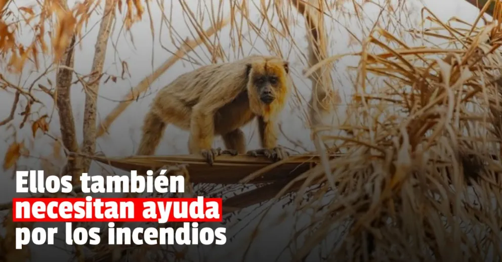 Una red de veterinarios pide ayuda para los animales afectados por los incendios en Corrientes