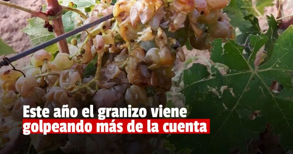 En lo que va de la temporada hubo un 35.33% más de denuncias que el año pasado por los daños del granizo