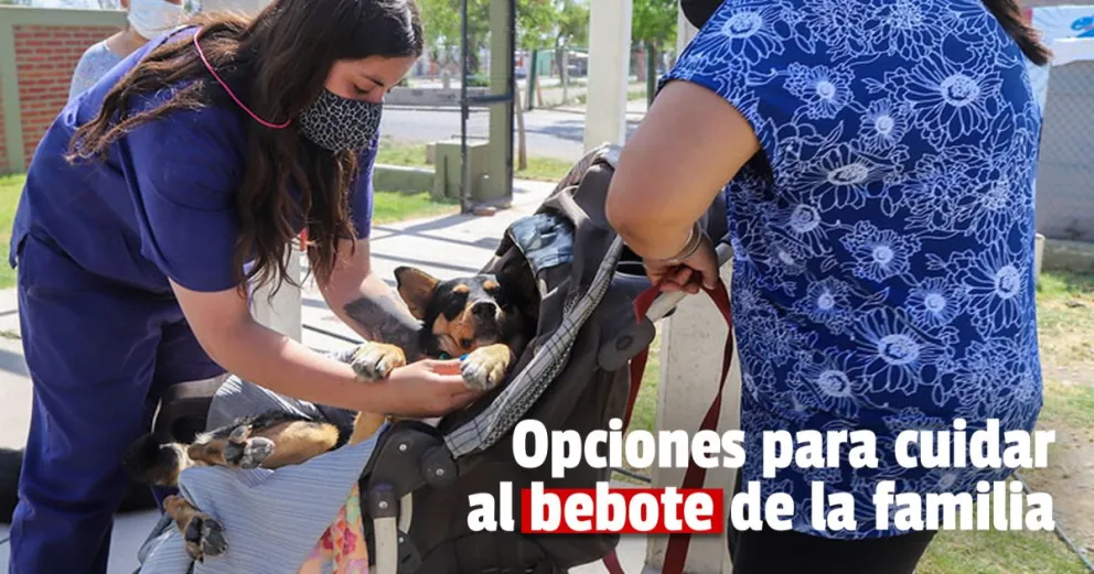 Mirá como esterilizar a tu mascota si sos de Rivadavia o Capital