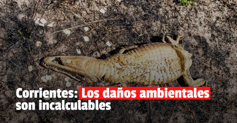 Se quemó el 40% del Parque Nacional Iberá: "El impacto sobre los animales es incalculable"