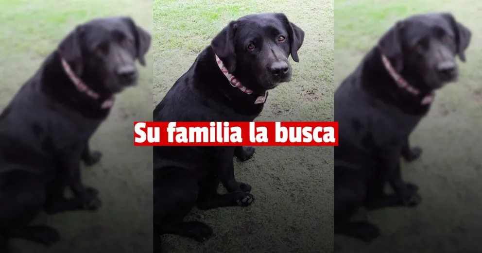 Se perdió la perra de una familia y la buscan de forma desesperada