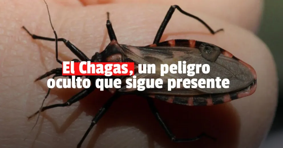 Chagas: se reciben entre 10 y 15 llamados diarios por vinchucas
