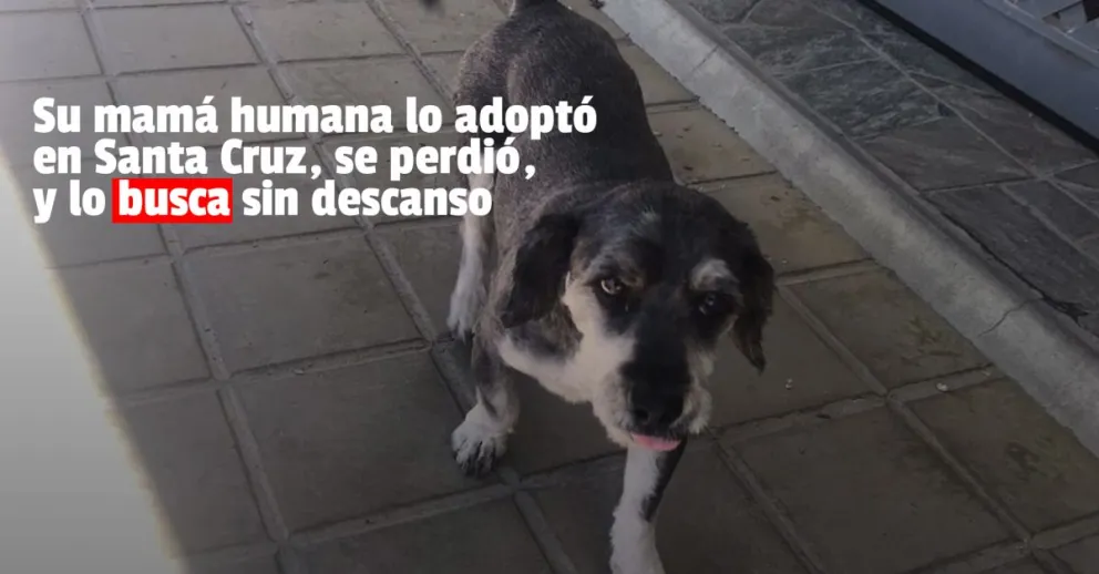 Mateo se perdió y su familia lo busca sin descanso