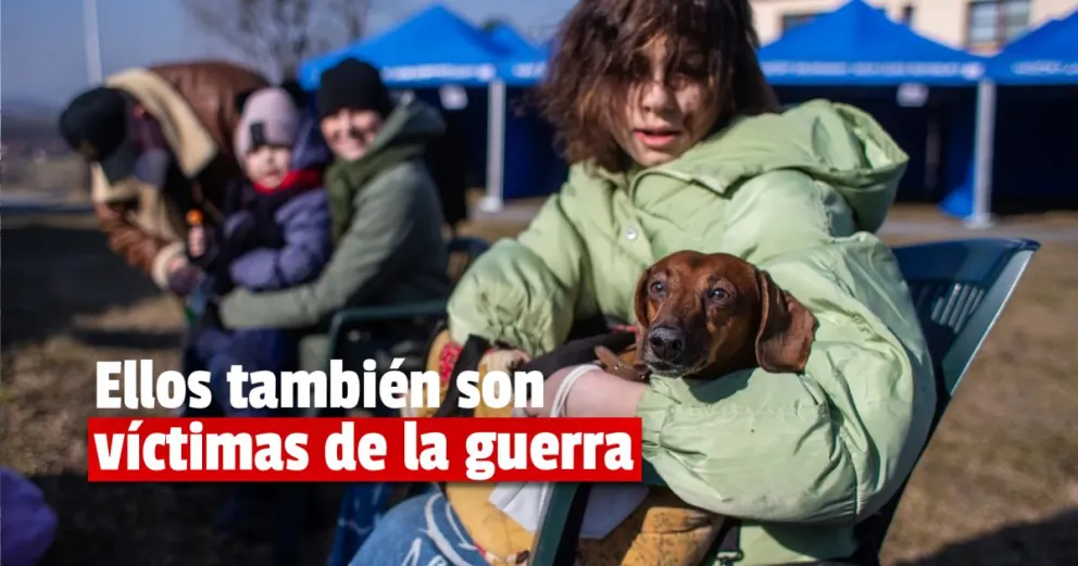 La desesperada huida de los ucranianos con sus mascotas