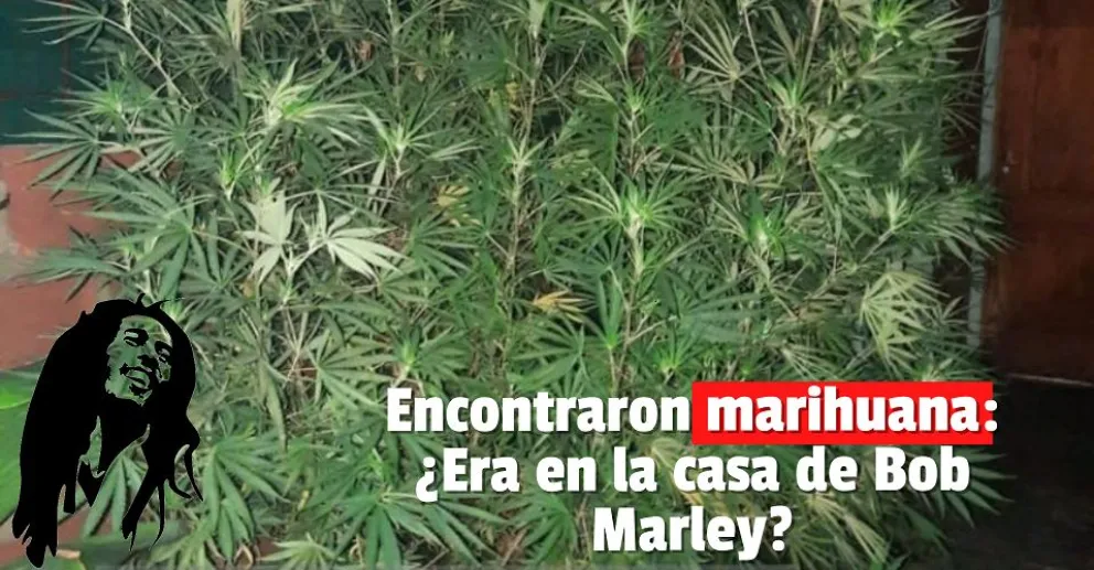 Encontraron plantas de marihuana en una vivienda en Santa Lucía
