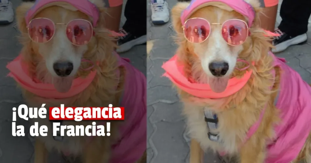 Conocé a la perrita que forma de "Motoqueridas" y participó en la intervención artística en el TB 