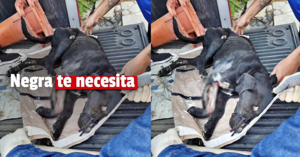 Fue atropellada y necesita ayuda económica urgente