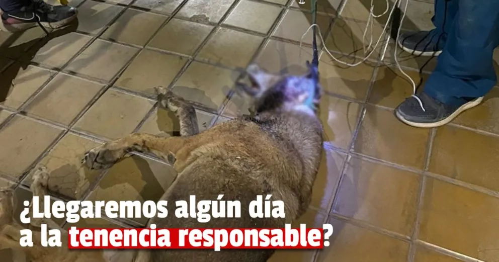 Encontraron en una acequia un perrito gravemente herido